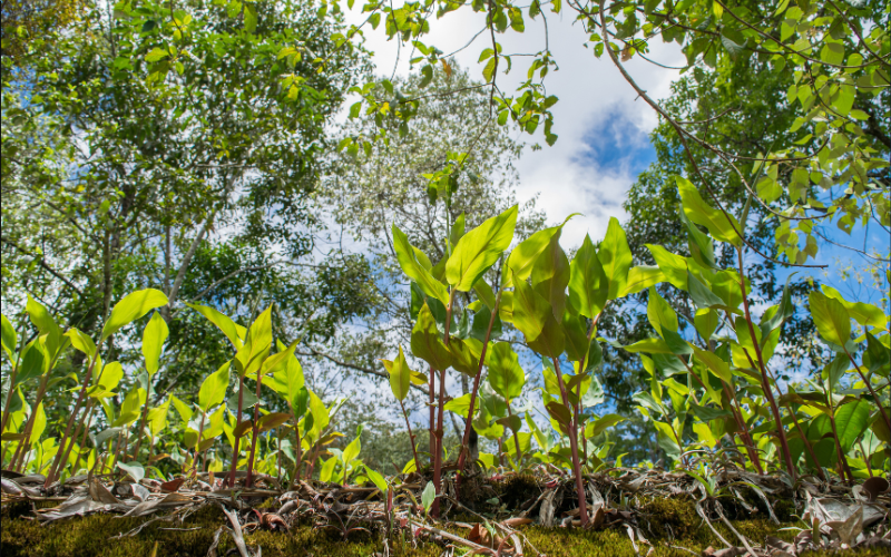 ガウディと自然